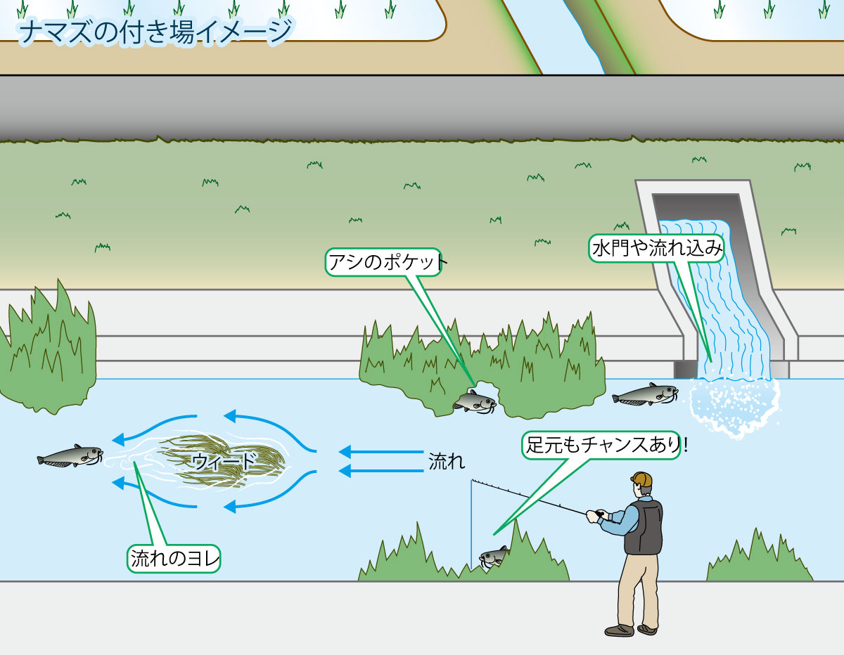 トップウォーターでナマズ釣りを楽しむなら知っておきたい基本的